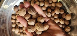 Nutmeg Spices, Shape : Round, Packaging Type : Plastic Packet