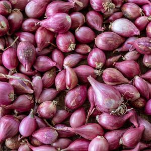 Organic Red Fresh Shallots