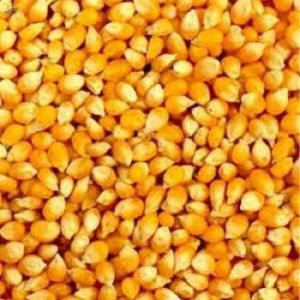 Organic Yellow Maize Seeds Dried for Human Consuption
