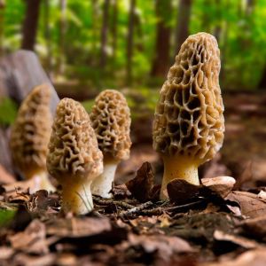 Organic Kashmiri Morel Mushroom, Packaging Size : 5-25kg