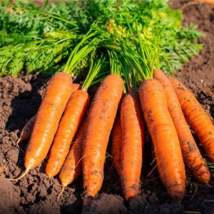 Natural Fresh Carrot, Color : Red, Packaging Size : 20 Kg, 50 Kg