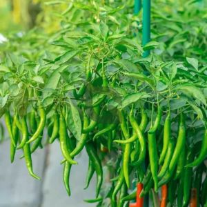 Common Green Chili, Packaging Size : 10Kg, 20Kg