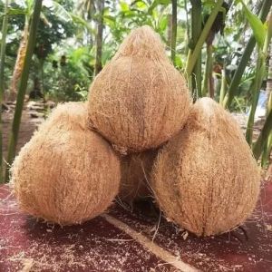 Natural Hard Semi Husked Coconuts, Color : Brown