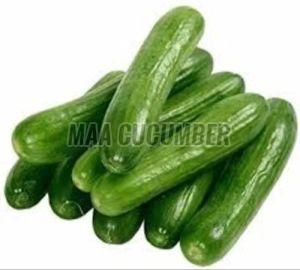 A Grade English Cucumber, Packaging Size : 25-50kg Green