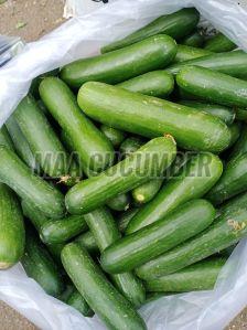 Fresh Green English Cucumber, Speciality : Rich In Taste, Healthy