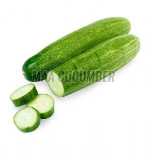 Natural Fresh Green Desi Cucumber, Packaging Type : Gunny Bag
