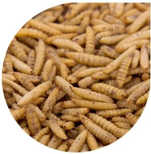 Dried Black Soldier Fly Larvae, Packaging Type : Resealable Bag