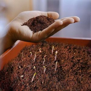 Low EC Coco Peat Powder