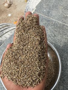 Singapore Quality Cumin Seeds