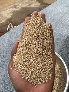 White Premium Quality Sesame Seeds, Packaging Size : 5-25kg 9%