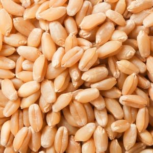 Natural Hybrid Wheat Seeds, Packaging Size : 20Kg, 25Kg, 50Kg