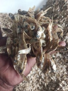 Fresh Sea Crab Whole, Packaging Type : Thermocol Box