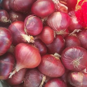 Fresh Red Onion, Packaging Size : 25-50kg Gunny Bag for Cooking