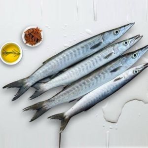 Fresh Barracuda Fish, Packaging Type : Thermocol Box for Cooking