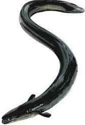 Fresh Black Eel Fish, Packaging Type : Vacuum-sealed for Cooking