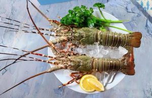 Fresh Green Whole Lobster for Cooking