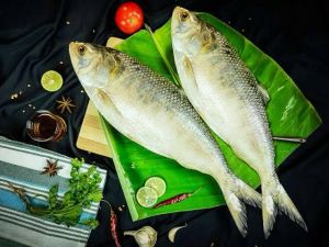 Fresh Hilsa Fish, Packaging Type : Vacuum-sealed for Cooking