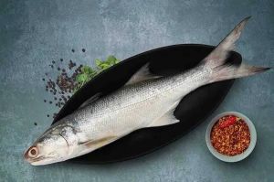 Fresh Indian Salmon Fish, Packaging Type : Vacuum-sealed Packaging