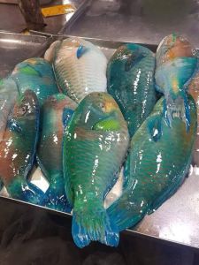 Fresh Parrot Fish