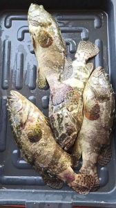 Fresh Tiger Grouper Fish, Packaging Type : Vacuum-sealed for Cooking