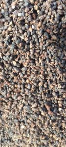 Full Sun Exposure Nagarmotha Herb, Plant Ageing Period : 2 Year