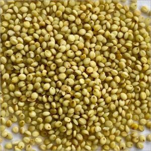 Organic Browntop Millets, Color : Green, Grade : Feed Grade