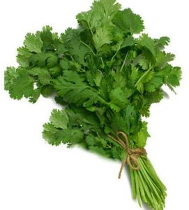 Green Organic Fresh Coriander Leaves Food Grade for Cooking