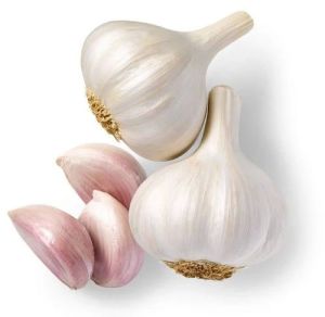 Organic Fresh Garlic, Color : White, Packaging Type : Net Bag