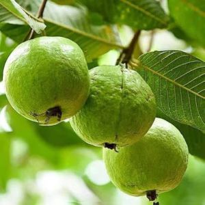 Green Organic Fresh Guava for Human Consumption