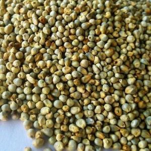 Organic Green Millets, Seed Type : Natural, Grade : Feed Grade