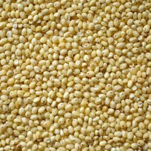 Organic Proso Millets, Seed Type : Natural, Speciality : Gluten Free