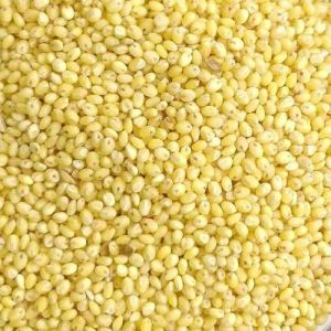 Organic Yellow Millets, Seed Type : Natural, Grade : Feed Grade