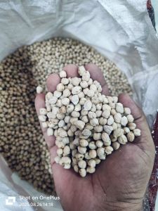 Organic Kabuli Chana, Packaging Type : Yellow for Cooking
