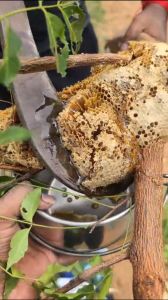 Forest Honey, Certification : FSSAI Certified for Foods