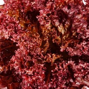 frozen red lollo rossa lettuce