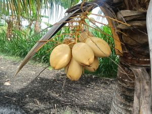 Natural Tender Green Coconut, Brand Name : DJ