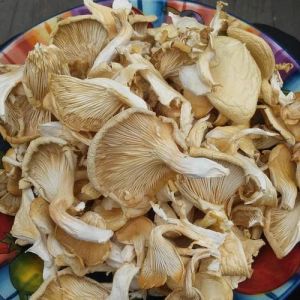 Creamy Organic Dried Oyster Mushroom, Packaging Size : 500g, 1Kg