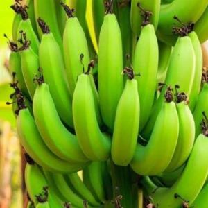 Raw Green Banana, Cultivation Type : Organic for Cooking