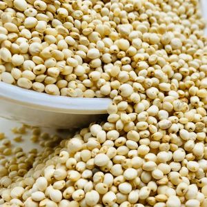 White Sorghum Seeds for Cooking, Baking