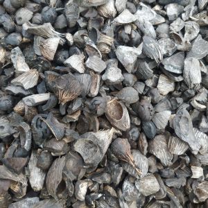 Palm Kernel Shell, Form : Solid for Biodeisel, Coal Burning