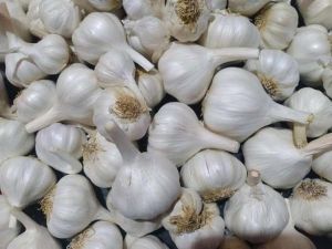 Fresh White Garlic