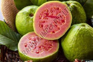 Fresh Guava, Packaging Size : 25-50kg for Human Consumption