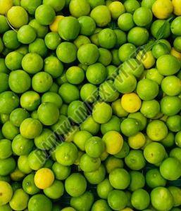 Organic Fresh Lemon, Packaging Size : 30kg