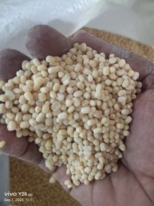 Whole White Urad Dal, Speciality : High In Protein
