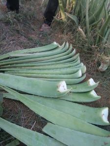 Aloe Leaf