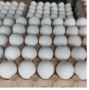 White Poultry Eggs for Consumption