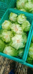 Fresh Iceberg Lettuce, Color : Green for Salads, Sandwiches