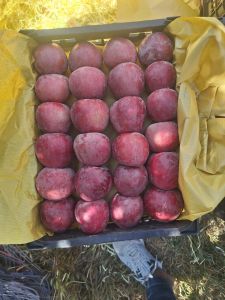 fresh apple fresh apple