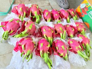 dragon fruit dragon fruit