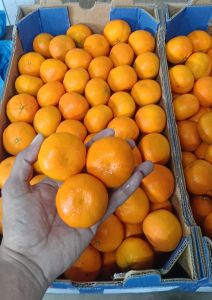 Organic Fresh Mandarin Orange, Color : Yellow